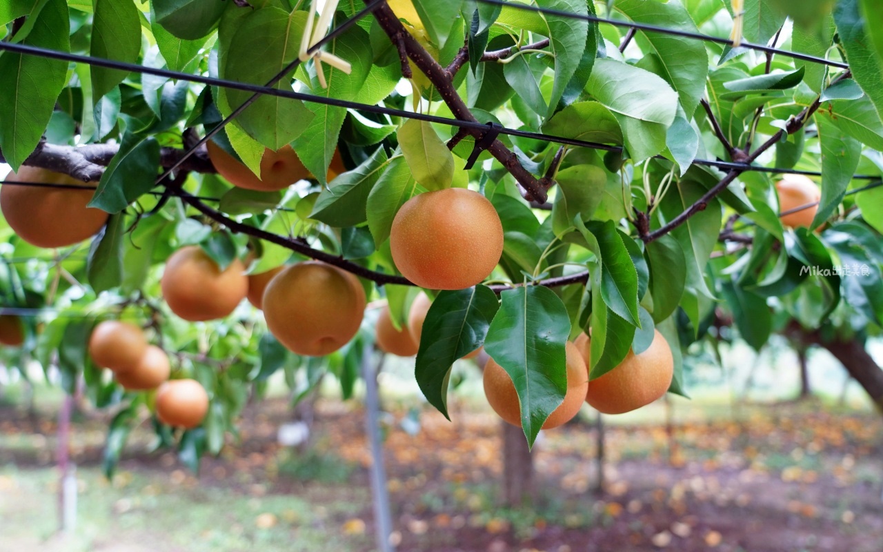 【日本】 福島市 Marusei Orchard まるせい 果樹園｜提供水蜜桃、櫻桃、梨子、蘋果等當季水果，最低日幣500元就可以採果吃到飽。