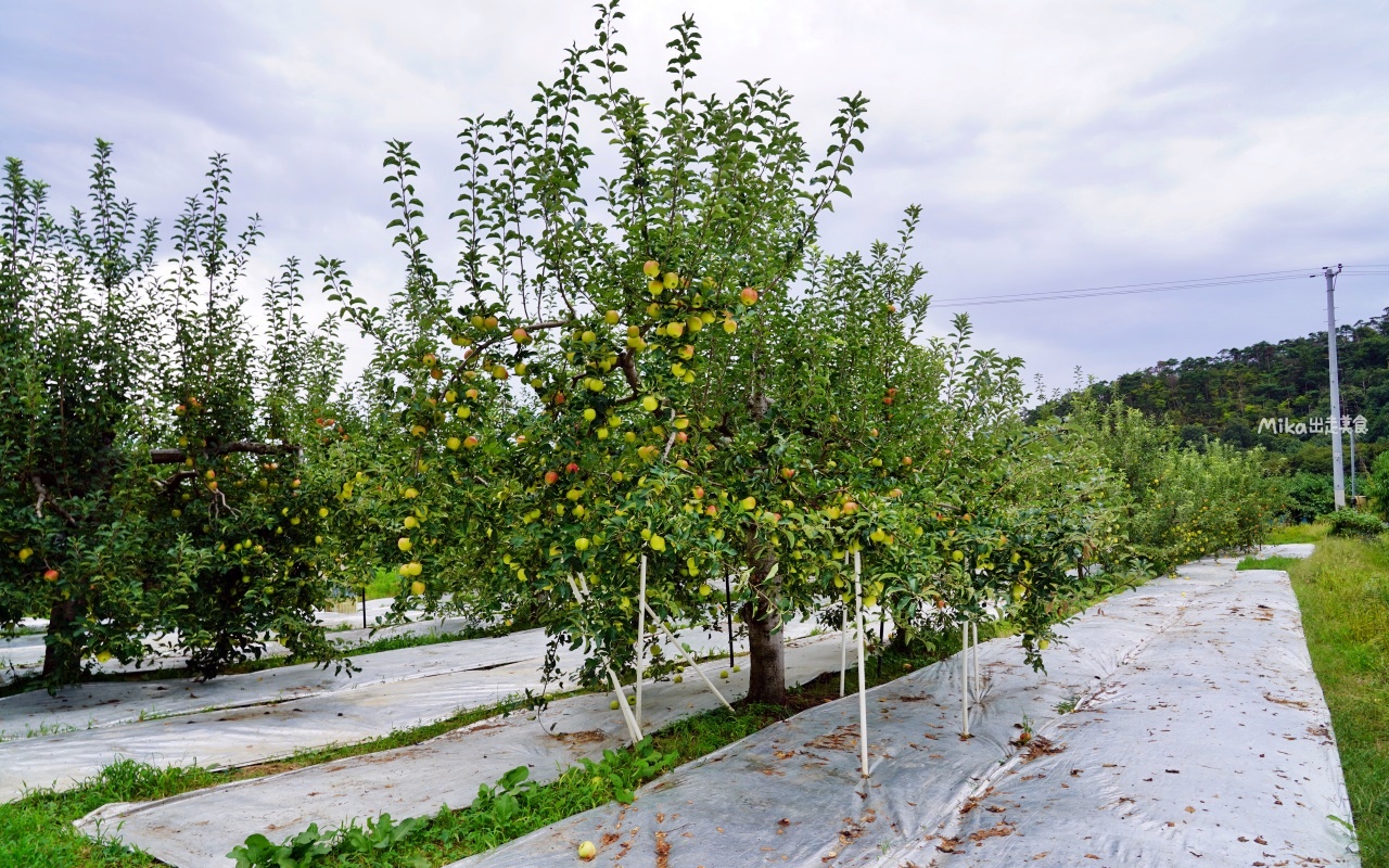 【日本】 福島市 Marusei Orchard まるせい 果樹園｜提供水蜜桃、櫻桃、梨子、蘋果等當季水果，最低日幣500元就可以採果吃到飽。