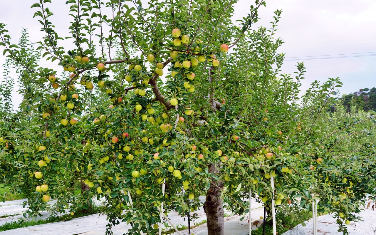 【日本】 福島市 Marusei Orchard まるせい 果樹園｜提供水蜜桃、櫻桃、梨子、蘋果等當季水果，最低日幣500元就可以採果吃到飽。