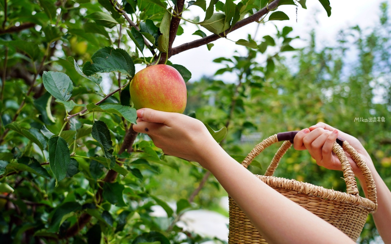 【日本】 福島市 Marusei Orchard まるせい 果樹園｜提供水蜜桃、櫻桃、梨子、蘋果等當季水果，最低日幣500元就可以採果吃到飽。