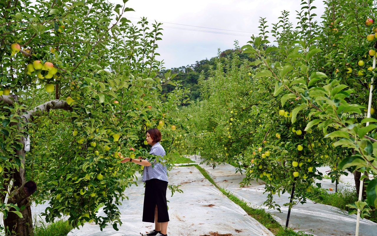 【日本】 福島市 Marusei Orchard まるせい 果樹園｜提供水蜜桃、櫻桃、梨子、蘋果等當季水果，最低日幣500元就可以採果吃到飽。