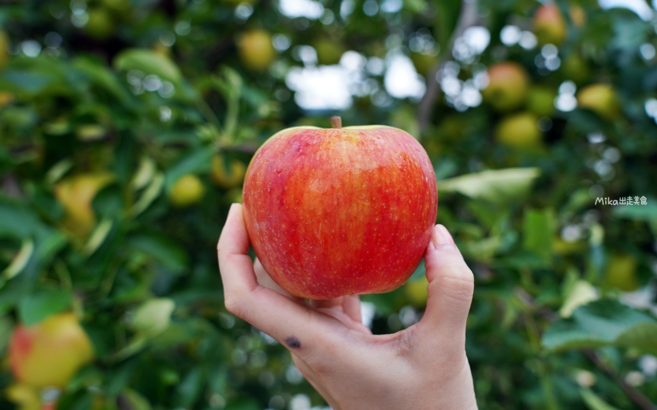 【日本】 福島市 Marusei Orchard まるせい 果樹園｜提供水蜜桃、櫻桃、梨子、蘋果等當季水果，最低日幣500元就可以採果吃到飽。