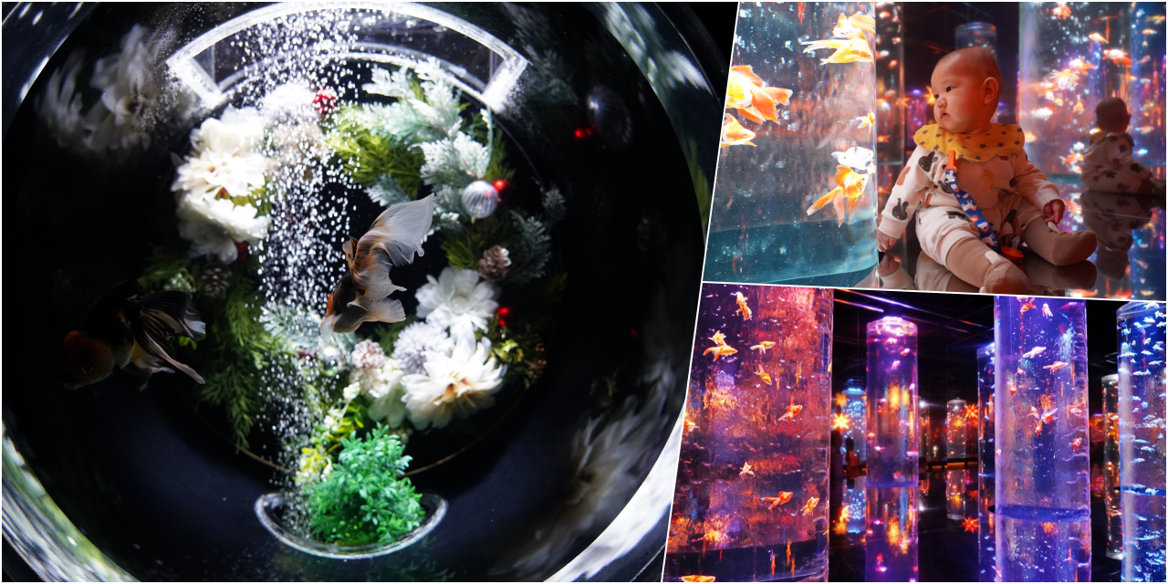 【日本】 東京銀座 「Art Aquarium」藝術水族館｜來東京必看 結合高科技聲光效果與夢幻金魚的藝術水族館，流動並有生命的華麗金魚藝術展。