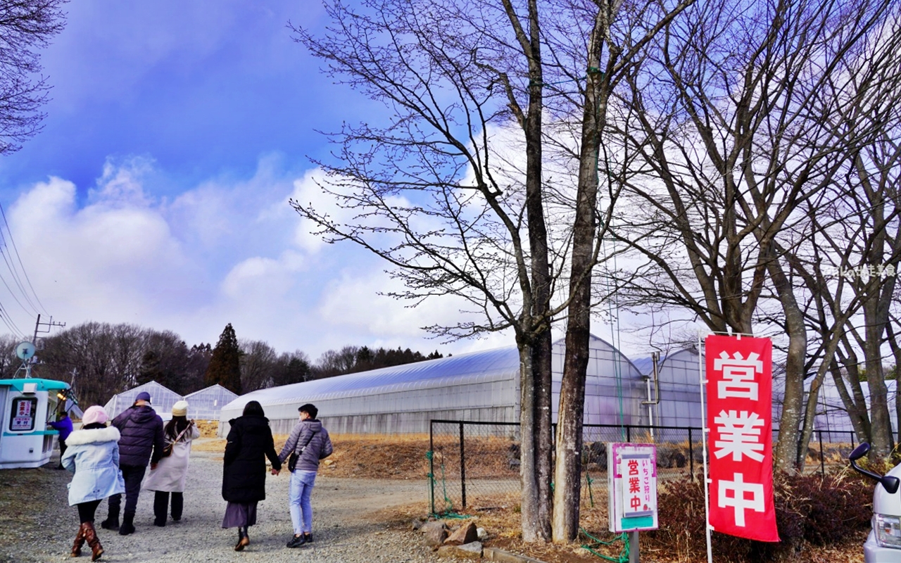 【日本】栃木 那須高原農園いちごの森｜溫室高架無農藥栽培 頂級日本草莓任你採 30分鐘內吃到飽，只要500元台幣有找！