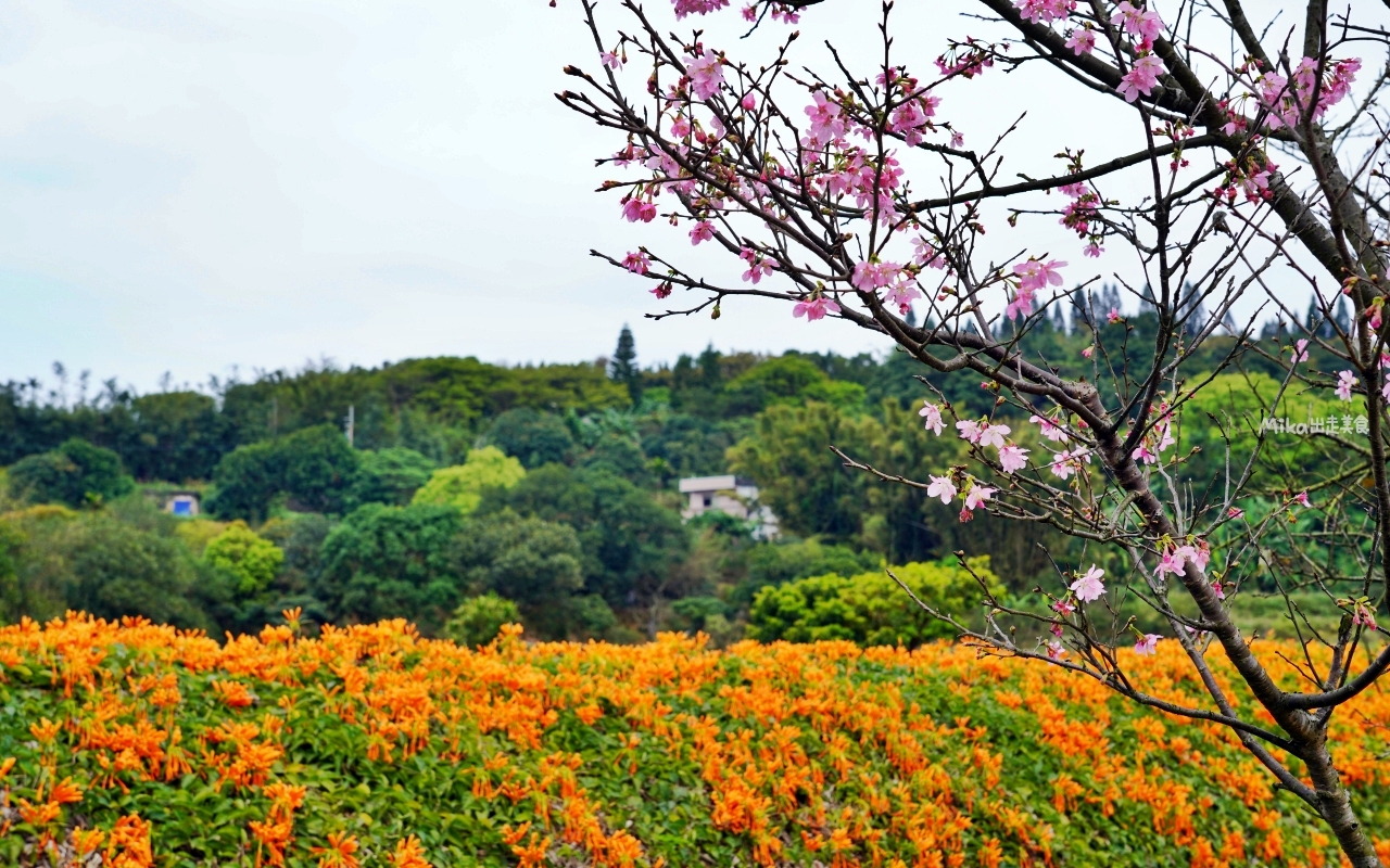 【新北】 2024年 三芝櫻花季｜三芝粉嫩櫻花季開始了，現場日式氛圍拉滿，真的超好拍，除了有櫻花市集、和服租借、拔蘿蔔體驗還有闖關遊戲喔。