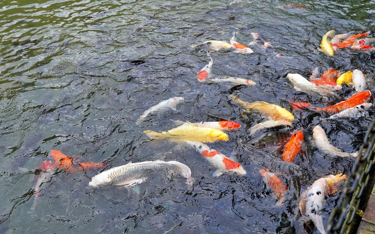 【宜蘭】 員山 鳳梨屋水上莊園｜宜蘭必去 親子一日遊景點！除了豪華露營的客人，這裡也開放一日遊了，入園門票只要$200 還可以抵消費100元。