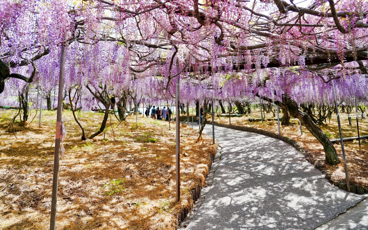 【日本】 大分 宇佐市 千財農園｜季節限定 九州最大 紫藤花園！而且免付費、免預約，還有免費停車場，可自由賞花。