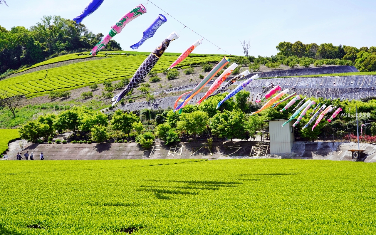 【日本】 大分 宇佐市 千財農園｜季節限定 九州最大 紫藤花園！而且免付費、免預約，還有免費停車場，可自由賞花。