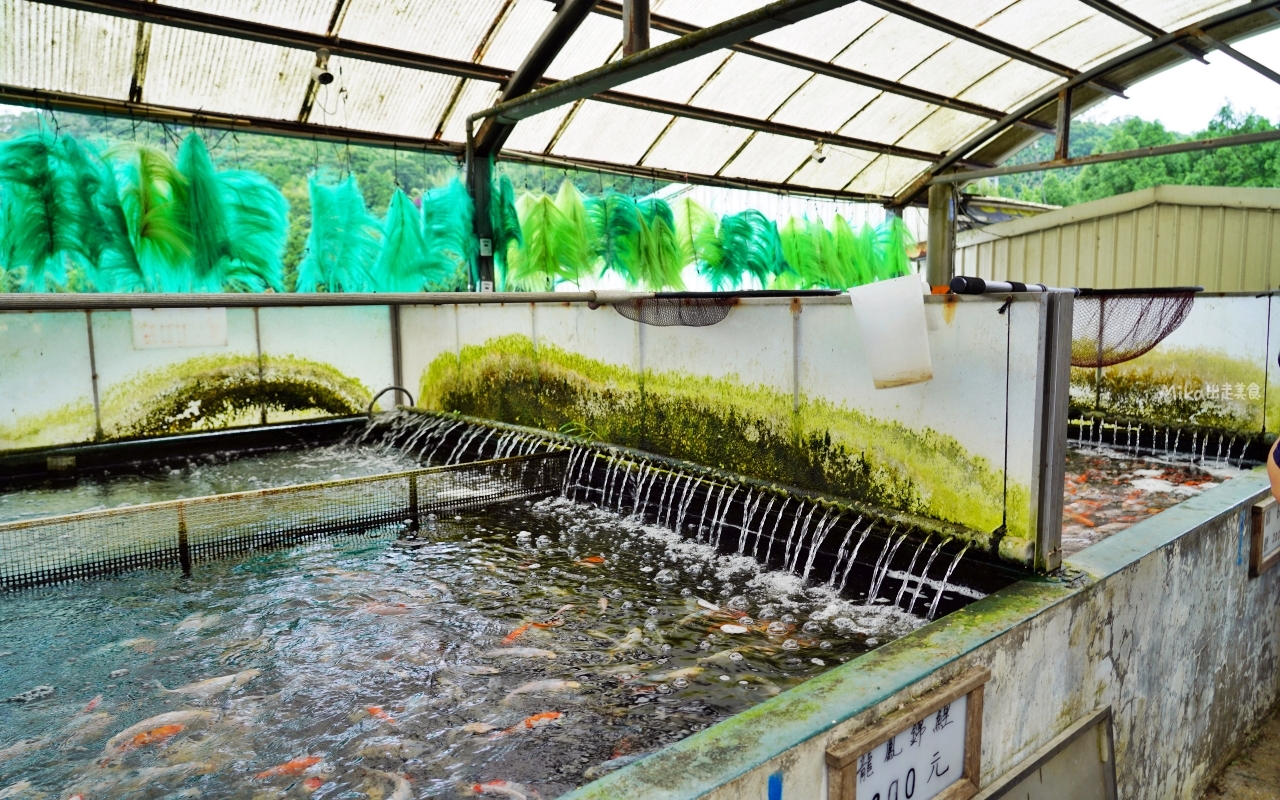 【桃園】 龍潭 繞山花X佳河錦鯉園（三和青創基地）｜全台灣最大的龍鳳錦鯉繁殖地，還有多肉秘境咖啡廳，仙人掌盆栽蛋糕好可愛。