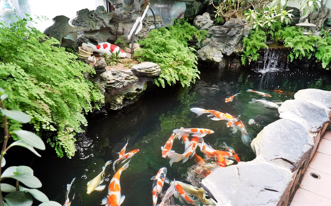 【桃園】 龍潭 繞山花X佳河錦鯉園（三和青創基地）｜全台灣最大的龍鳳錦鯉繁殖地，還有多肉秘境咖啡廳，仙人掌盆栽蛋糕好可愛。