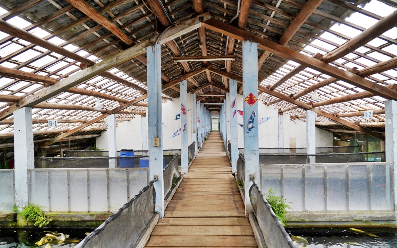 【桃園】 龍潭 繞山花X佳河錦鯉園（三和青創基地）｜全台灣最大的龍鳳錦鯉繁殖地，還有多肉秘境咖啡廳，仙人掌盆栽蛋糕好可愛。