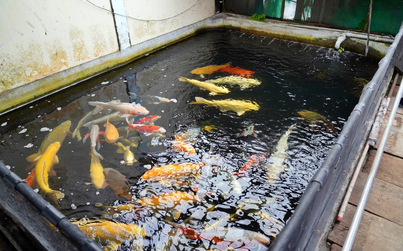 【桃園】 龍潭 繞山花X佳河錦鯉園（三和青創基地）｜全台灣最大的龍鳳錦鯉繁殖地，還有多肉秘境咖啡廳，仙人掌盆栽蛋糕好可愛。