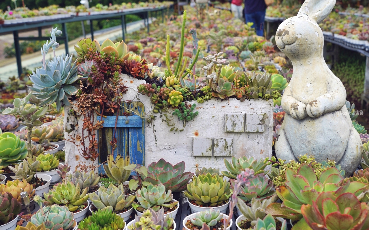 【桃園】 龍潭 繞山花X佳河錦鯉園（三和青創基地）｜全台灣最大的龍鳳錦鯉繁殖地，還有多肉秘境咖啡廳，仙人掌盆栽蛋糕好可愛。