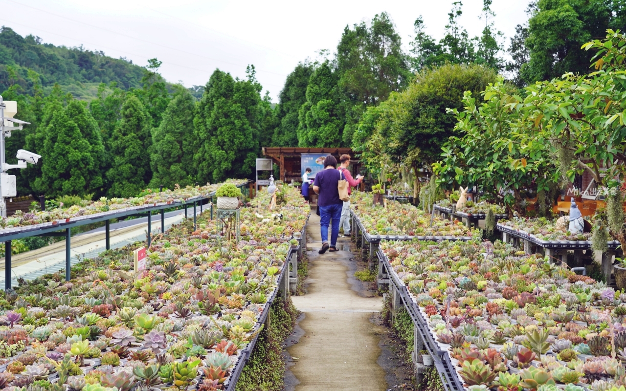 【桃園】 龍潭 繞山花X佳河錦鯉園（三和青創基地）｜全台灣最大的龍鳳錦鯉繁殖地，還有多肉秘境咖啡廳，仙人掌盆栽蛋糕好可愛。