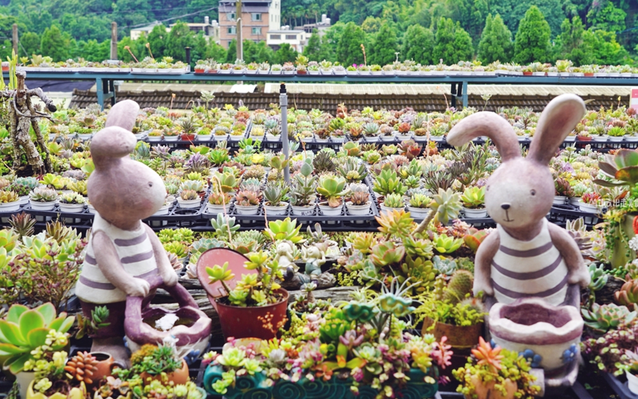 【桃園】 龍潭 繞山花X佳河錦鯉園（三和青創基地）｜全台灣最大的龍鳳錦鯉繁殖地，還有多肉秘境咖啡廳，仙人掌盆栽蛋糕好可愛。