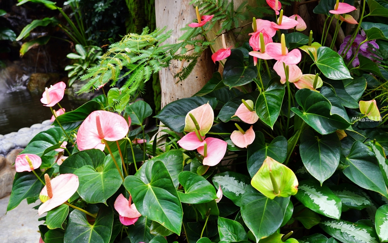 【苗栗】 卓蘭 花露農場 Flower Home｜被花包圍的幸福農場，夢幻繡球花冰淇淋必吃。