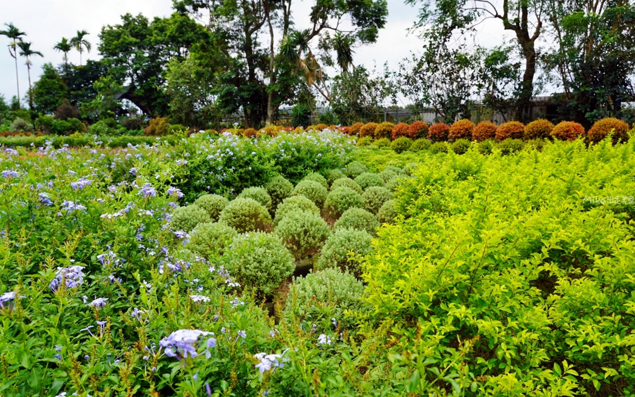 【苗栗】 卓蘭 花露農場 Flower Home｜被花包圍的幸福農場，夢幻繡球花冰淇淋必吃。