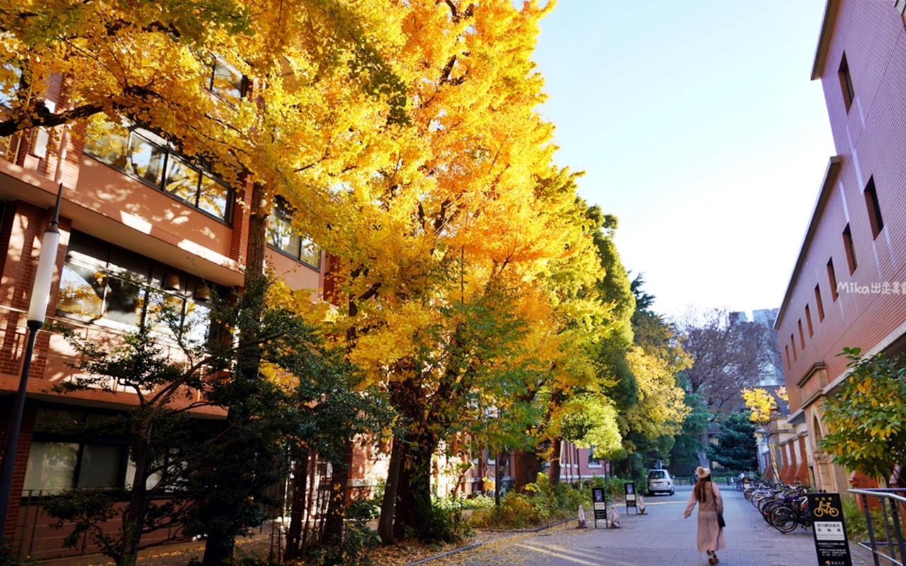 【日本】 東京大學 銀杏並木｜秋日限定  歐式建築學院風，絕美黃金浪漫大學路。