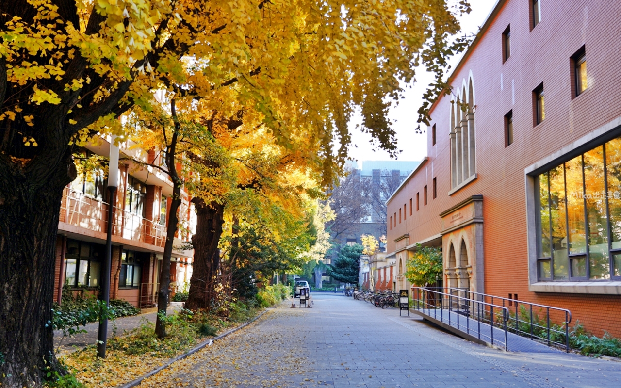 【日本】 東京大學 銀杏並木｜秋日限定  歐式建築學院風，絕美黃金浪漫大學路。