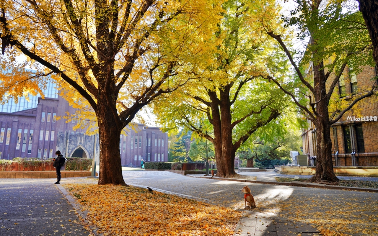 【日本】 東京大學 銀杏並木｜秋日限定  歐式建築學院風，絕美黃金浪漫大學路。