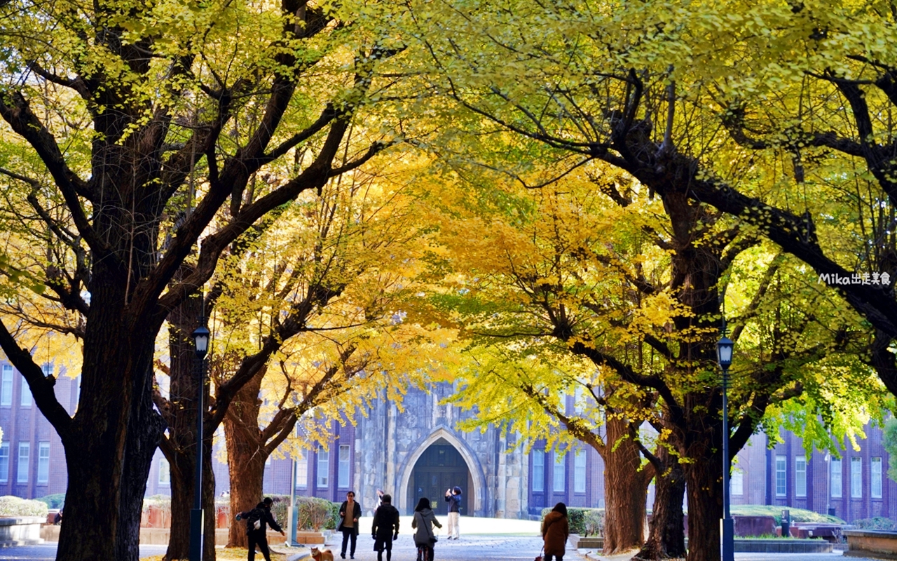 【日本】 東京大學 銀杏並木｜秋日限定  歐式建築學院風，絕美黃金浪漫大學路。