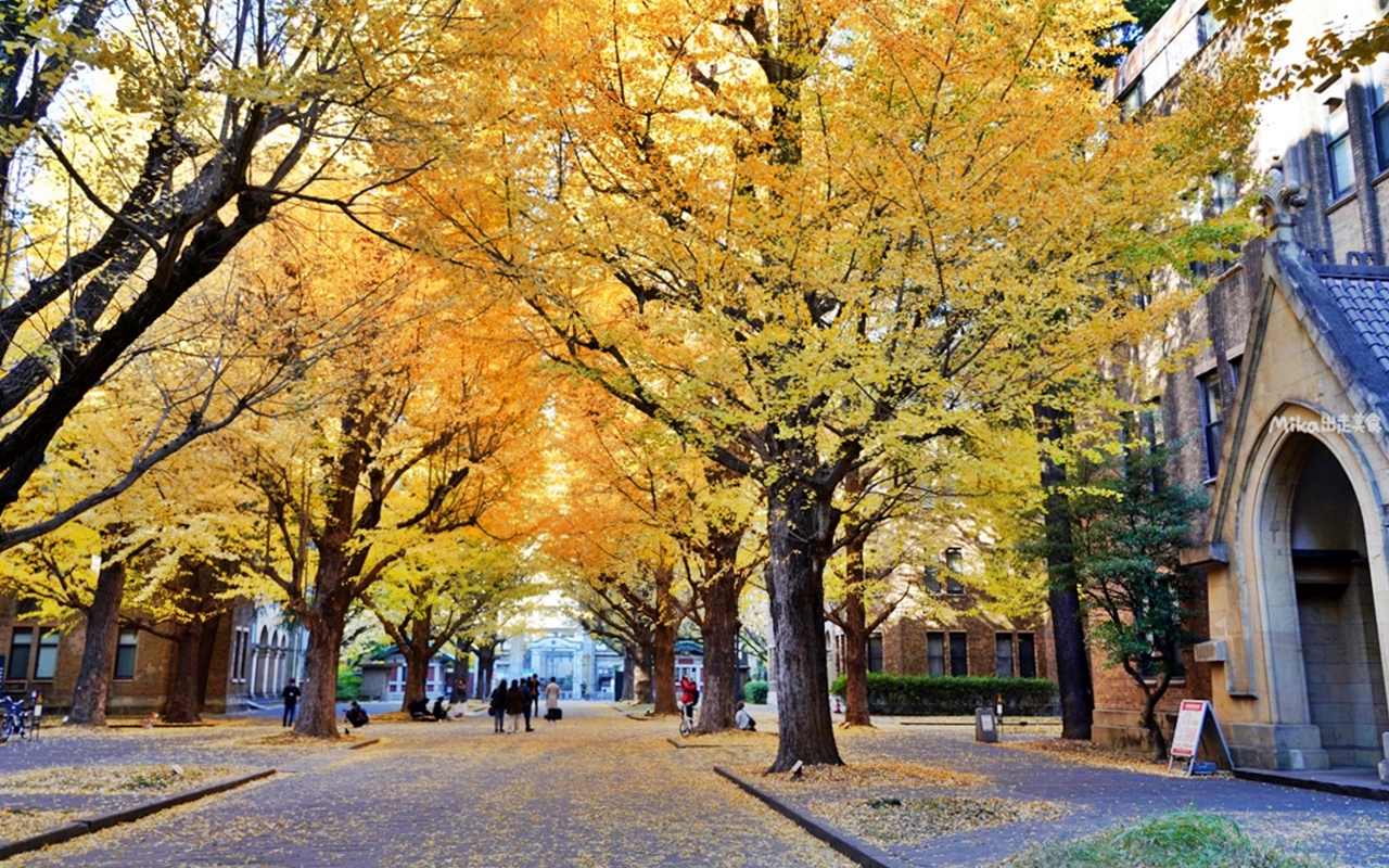 【日本】 東京大學 銀杏並木｜秋日限定  歐式建築學院風，絕美黃金浪漫大學路。