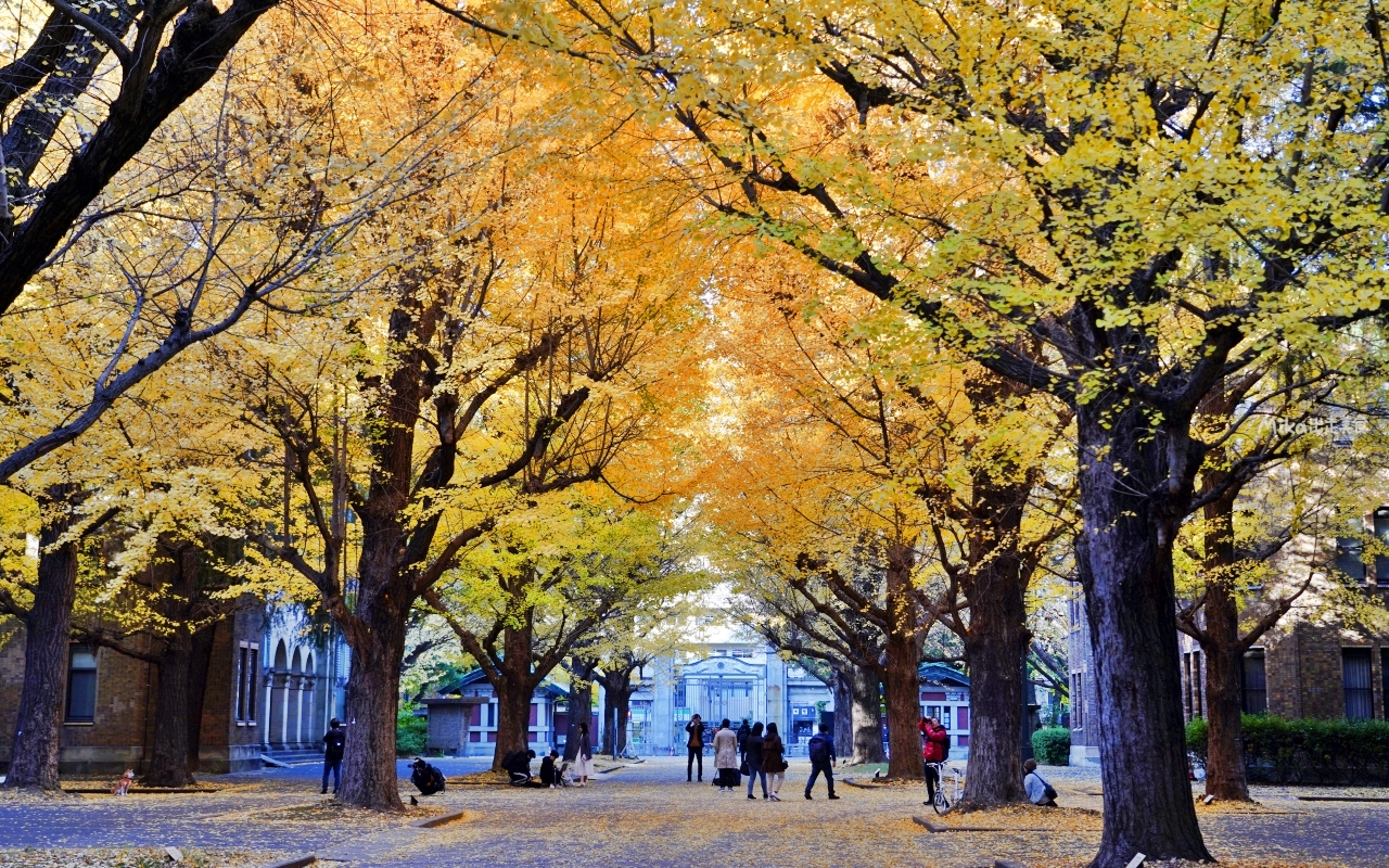 【日本】 東京大學 銀杏並木｜秋日限定  歐式建築學院風，絕美黃金浪漫大學路。