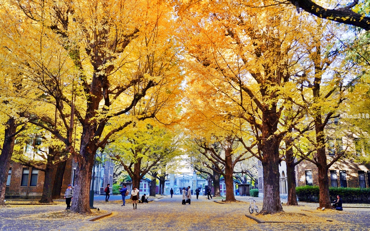 【日本】 東京大學 銀杏並木｜秋日限定  歐式建築學院風，絕美黃金浪漫大學路。