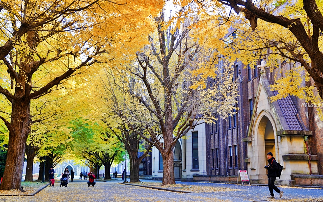 【日本】 東京大學 銀杏並木｜秋日限定  歐式建築學院風，絕美黃金浪漫大學路。