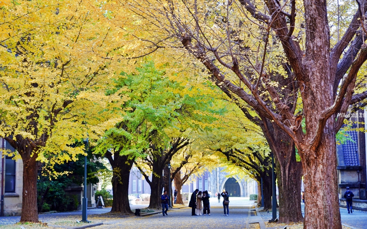 【日本】 東京大學 銀杏並木｜秋日限定  歐式建築學院風，絕美黃金浪漫大學路。