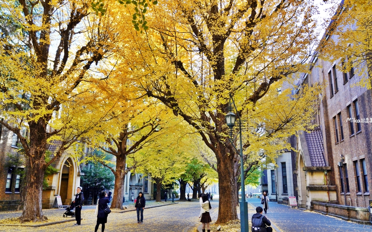 【日本】 東京大學 銀杏並木｜秋日限定  歐式建築學院風，絕美黃金浪漫大學路。