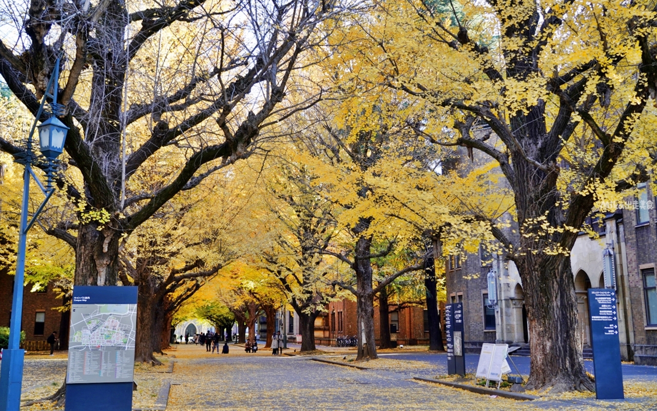 【日本】 東京大學 銀杏並木｜秋日限定  歐式建築學院風，絕美黃金浪漫大學路。