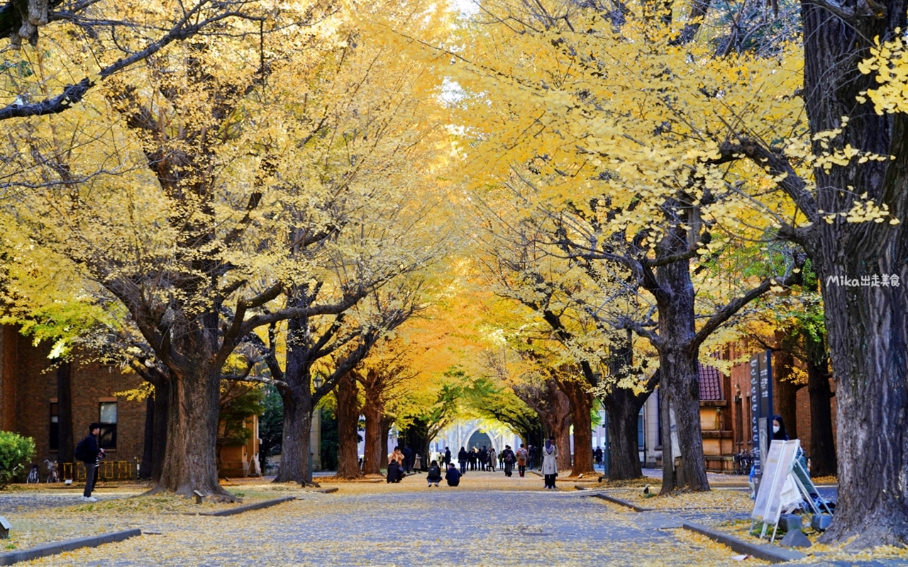 【日本】 東京大學 銀杏並木｜秋日限定  歐式建築學院風，絕美黃金浪漫大學路。