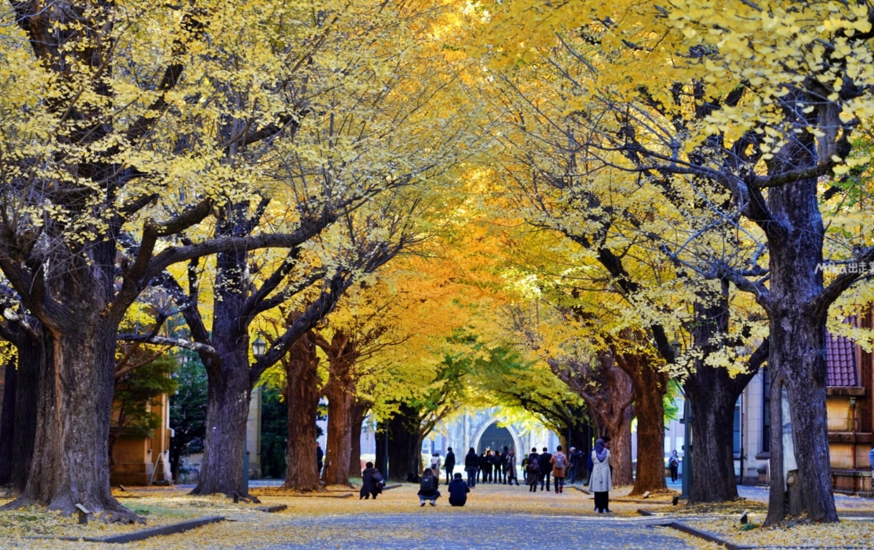 【日本】 東京大學 銀杏並木｜秋日限定  歐式建築學院風，絕美黃金浪漫大學路。