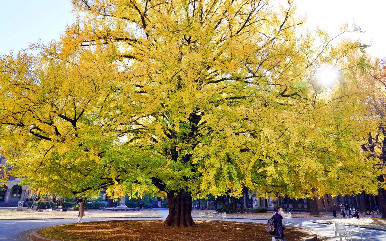 【日本】 東京大學 銀杏並木｜秋日限定  歐式建築學院風，絕美黃金浪漫大學路。