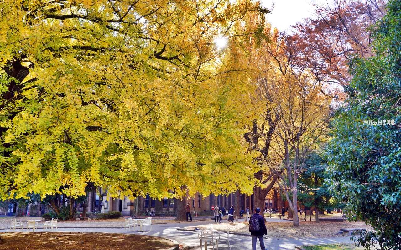 【日本】 東京大學 銀杏並木｜秋日限定  歐式建築學院風，絕美黃金浪漫大學路。