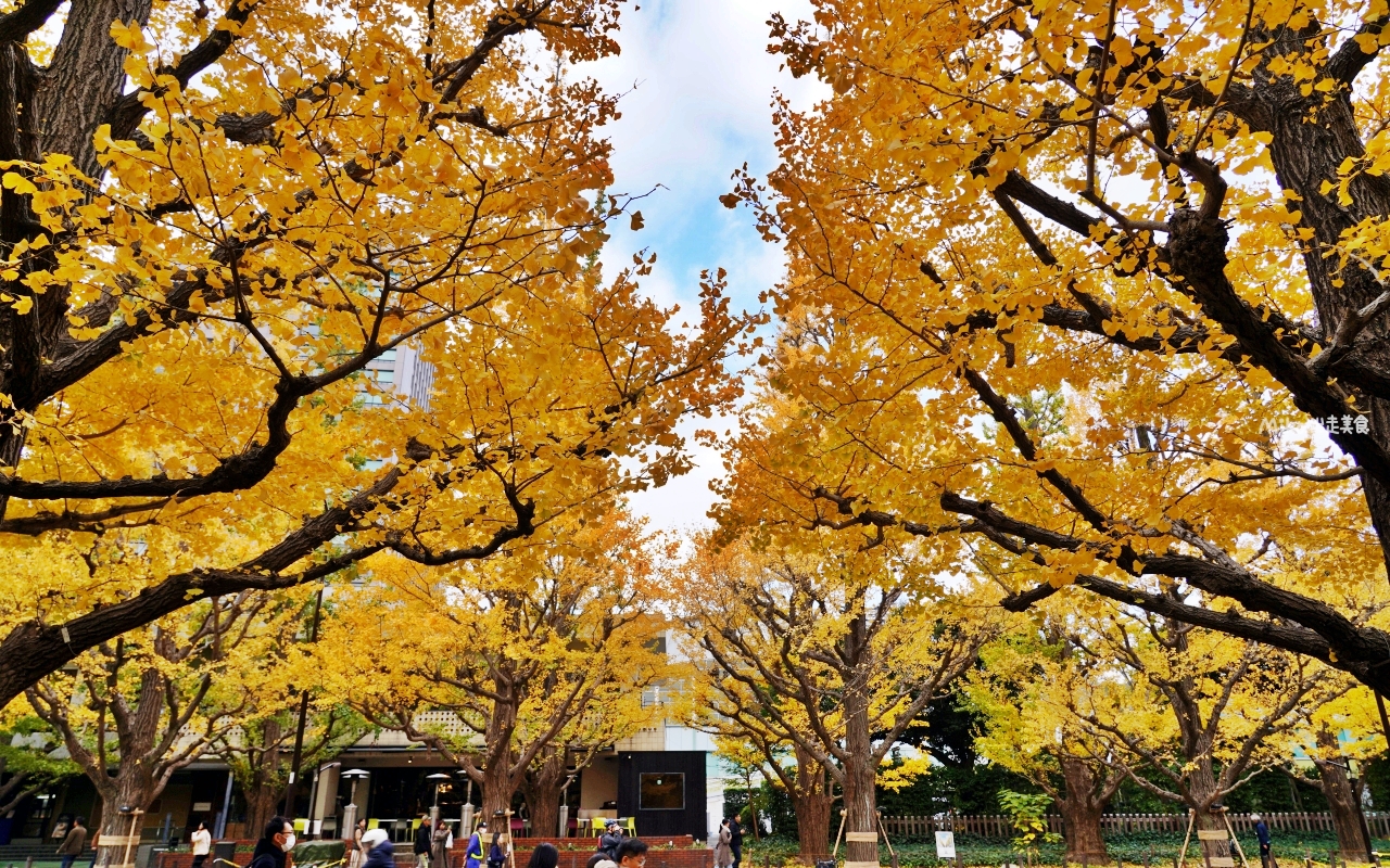 【東京】 明治神宮外苑銀杏林＆Shake Shack 漢堡｜季節限定 東京超美黃金銀杏大道秋景，必吃Shake Shack 漢堡。