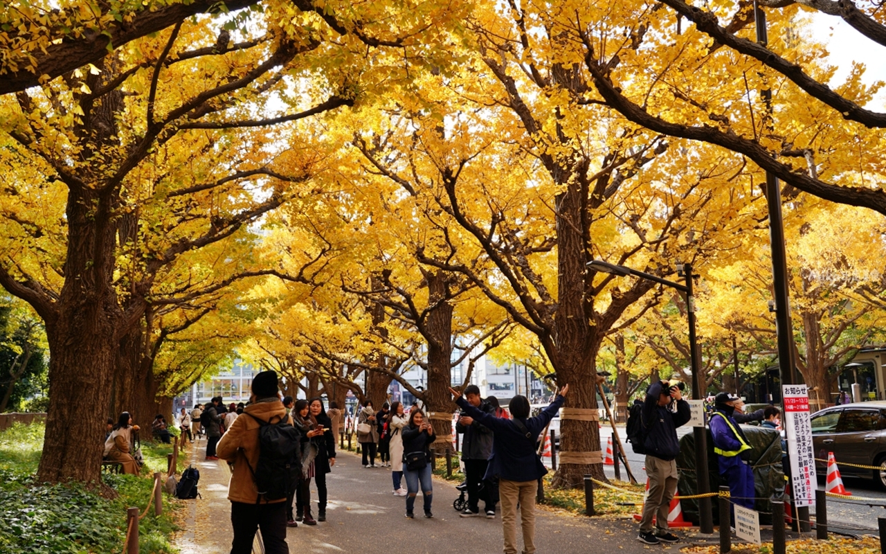 【東京】 明治神宮外苑銀杏林＆Shake Shack 漢堡｜季節限定 東京超美黃金銀杏大道秋景，必吃Shake Shack 漢堡。