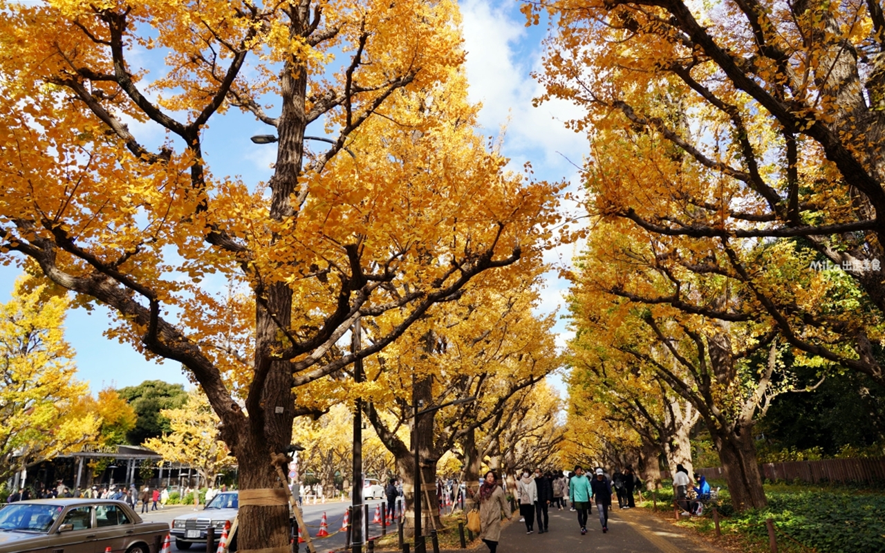 【東京】 明治神宮外苑銀杏林＆Shake Shack 漢堡｜季節限定 東京超美黃金銀杏大道秋景，必吃Shake Shack 漢堡。