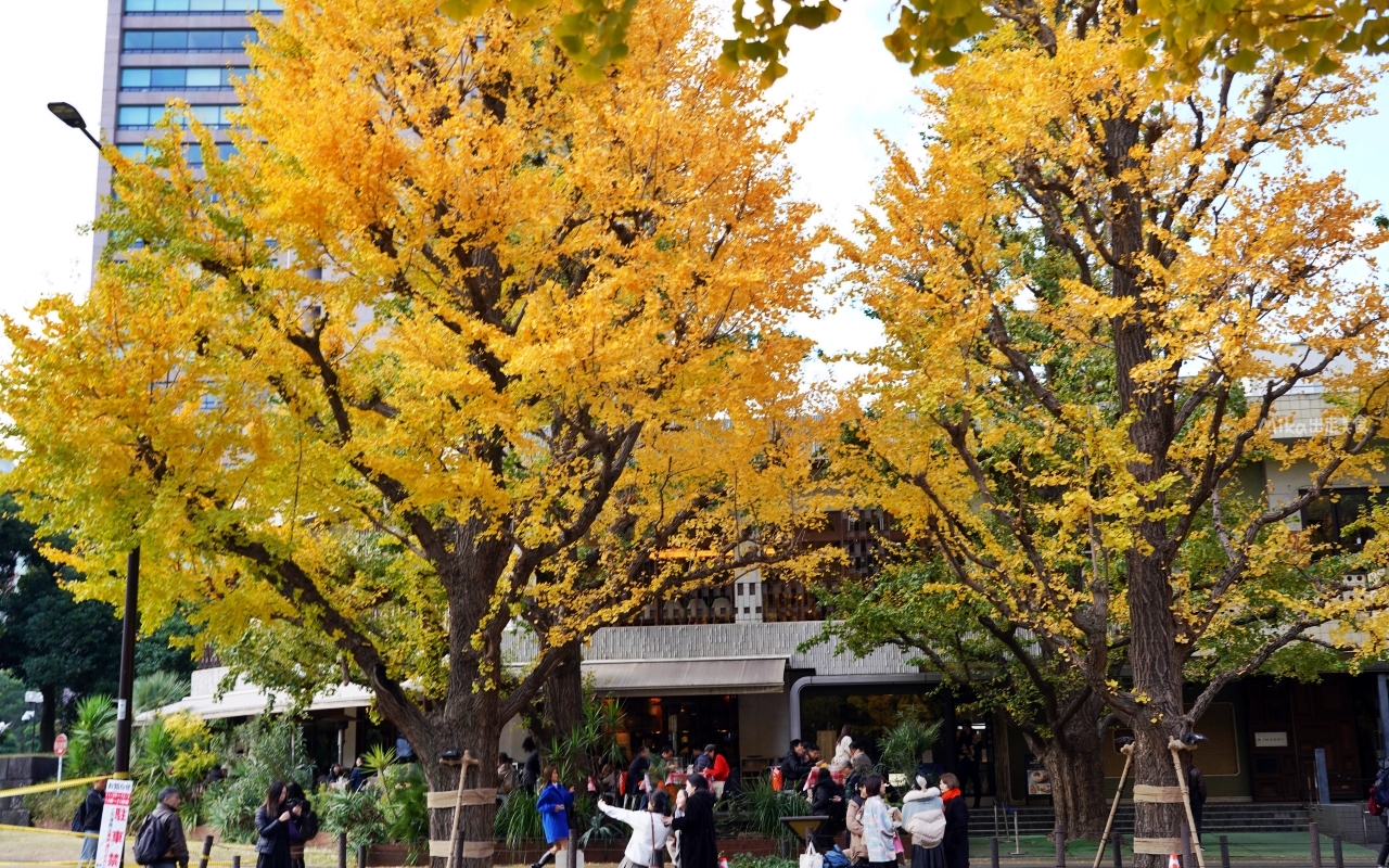 【東京】 明治神宮外苑銀杏林＆Shake Shack 漢堡｜季節限定 東京超美黃金銀杏大道秋景，必吃Shake Shack 漢堡。