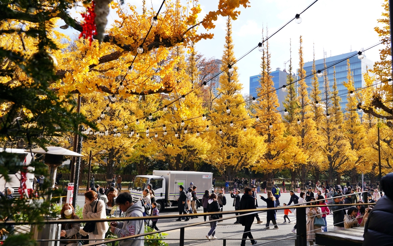 【東京】 明治神宮外苑銀杏林＆Shake Shack 漢堡｜季節限定 東京超美黃金銀杏大道秋景，必吃Shake Shack 漢堡。