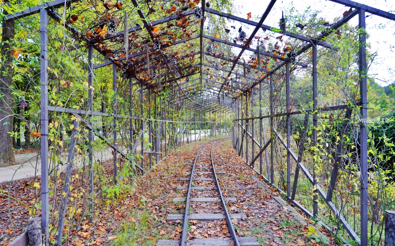 【韓國】 江原道春川 南怡島｜韓劇最愛取景地 四季分明 山林綠意美景的一座美麗小島。