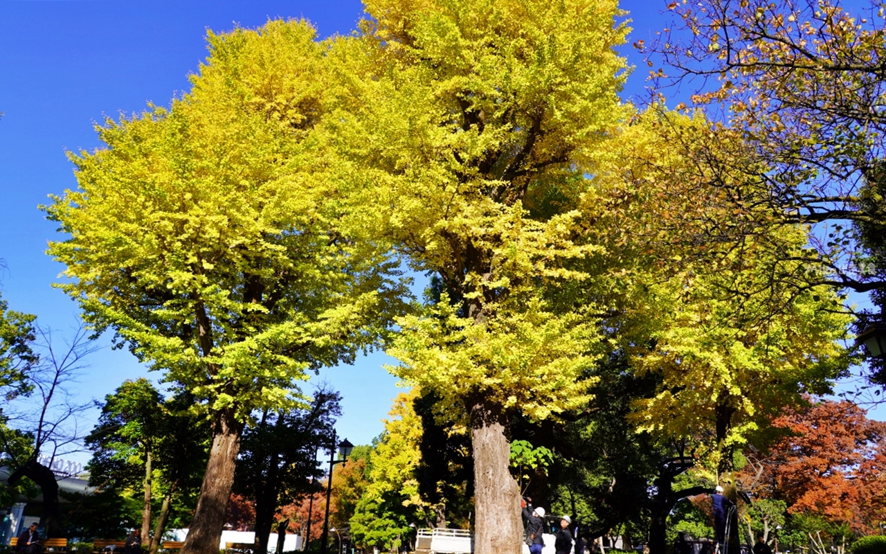 【東京】 上野 恩賜公園｜上野恩賜公園 140多年歷史 日本第一座都市公園，周邊景點與銀杏楓景重點總整理。