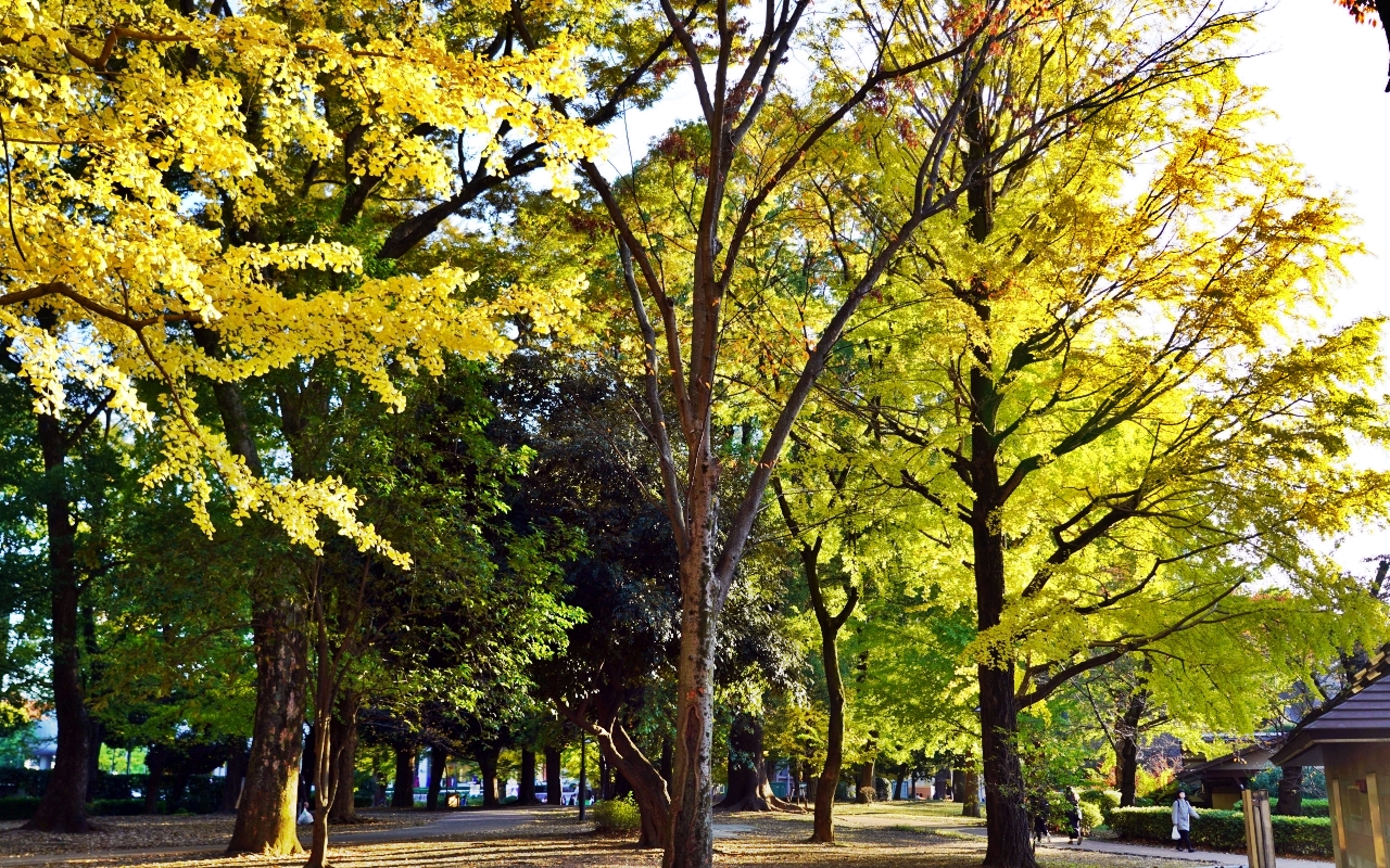 【東京】 上野 恩賜公園｜上野恩賜公園 140多年歷史 日本第一座都市公園，周邊景點與銀杏楓景重點總整理。