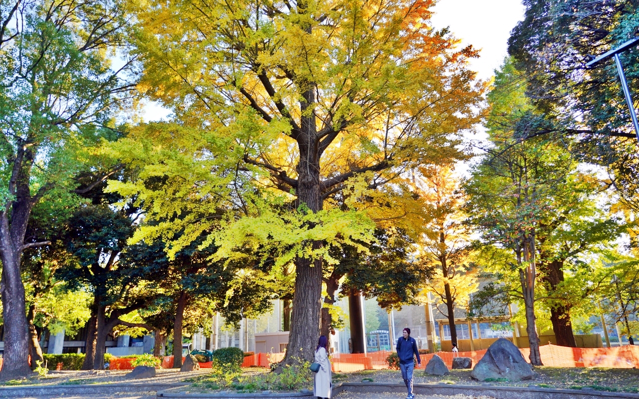 【東京】 上野 恩賜公園｜上野恩賜公園 140多年歷史 日本第一座都市公園，周邊景點與銀杏楓景重點總整理。