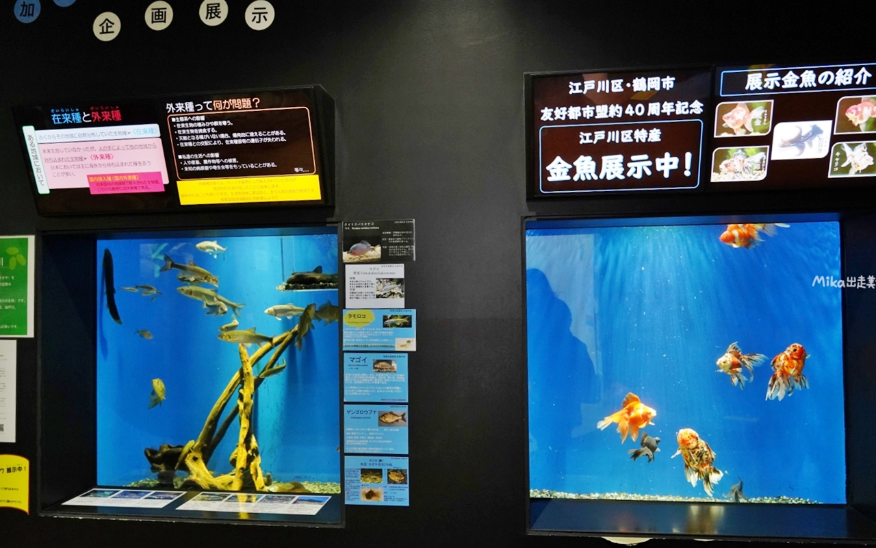 【日本】 山形 鶴岡市立加茂水族館｜世界上最大的水母水族館，展出種類數量最多，還有巨大水母展示水槽超好拍。