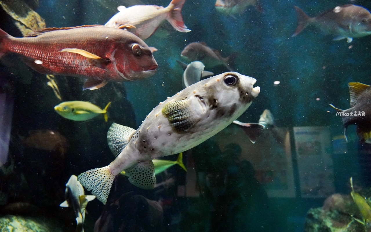 【日本】 山形 鶴岡市立加茂水族館｜世界上最大的水母水族館，展出種類數量最多，還有巨大水母展示水槽超好拍。