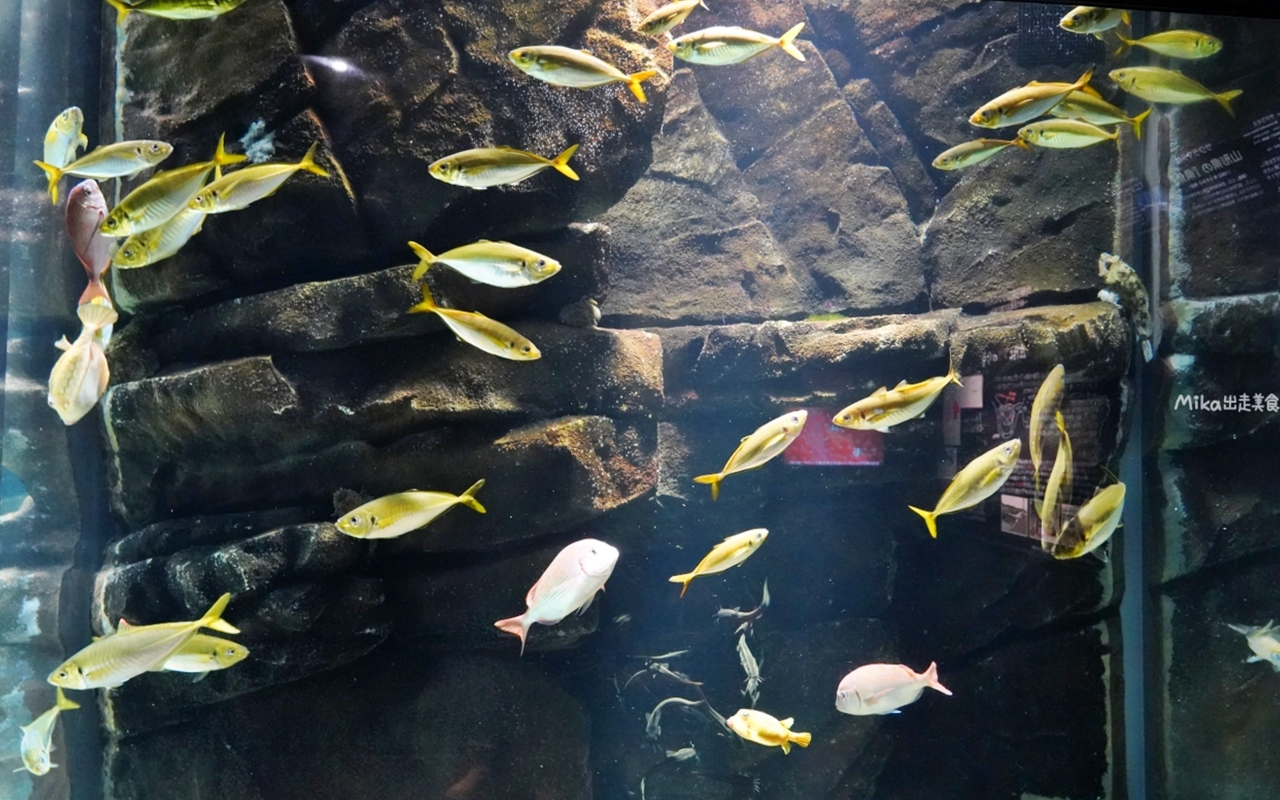 【日本】 山形 鶴岡市立加茂水族館｜世界上最大的水母水族館，展出種類數量最多，還有巨大水母展示水槽超好拍。