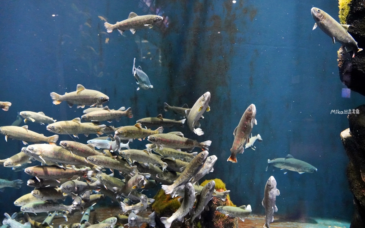 【日本】 山形 鶴岡市立加茂水族館｜世界上最大的水母水族館，展出種類數量最多，還有巨大水母展示水槽超好拍。