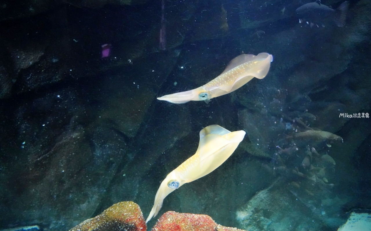 【日本】 山形 鶴岡市立加茂水族館｜世界上最大的水母水族館，展出種類數量最多，還有巨大水母展示水槽超好拍。